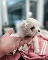Paris- AKC Tiny Girl , a female Maltese for sale in Clarksville, AR – 6 of 9