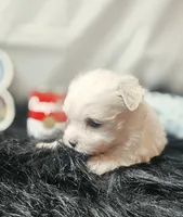 AKC Izzy's B2, a male Maltese for sale in Clarksville, AR – 3 of 8