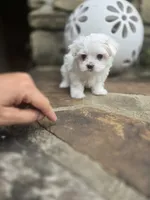 AKC Tiny Boy, a male Maltese for sale in Clarksville, AR – 3 of 6