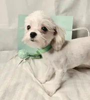 AKC Tiny Butters, a female Maltese for sale in Clarksville, AR – 2 of 9