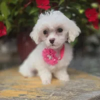 AKC Tiny Girl , a female Maltese for sale in Clarksville, AR – 9 of 10