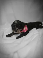 Grace Ann, a female Cockapoo and Poodle - Toy  for sale in Clarksville, AR – 6 of 9