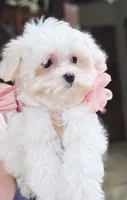 Peaches - AKC, a female Maltese for sale in Clarksville, AR – 5 of 6