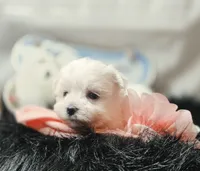 AKC Izzy's Girl , a female Maltese for sale in Clarksville, AR – 3 of 8