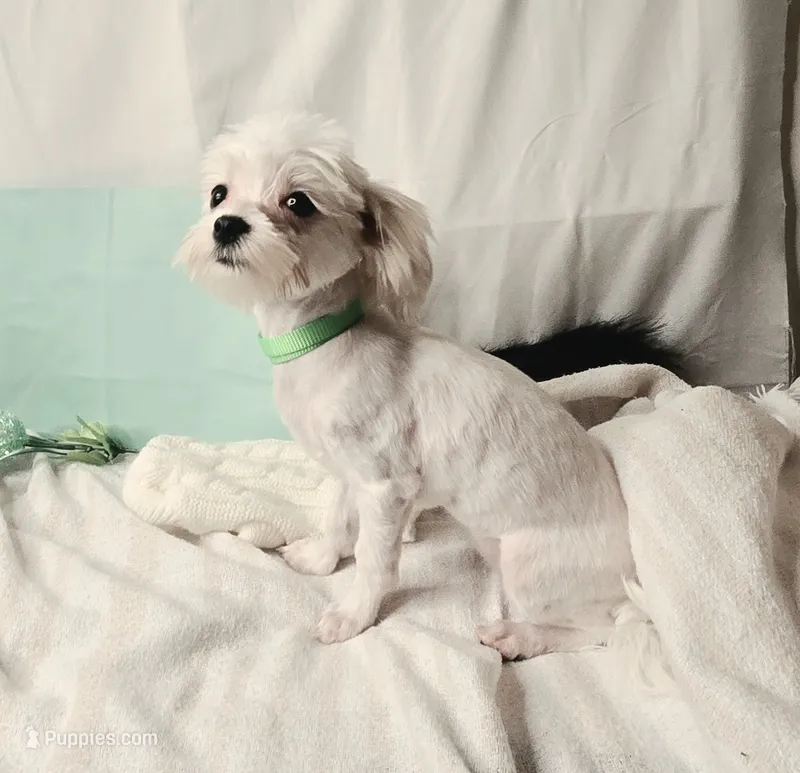 AKC Tiny Butters – Maltese puppy for sale in Clarksville, AR