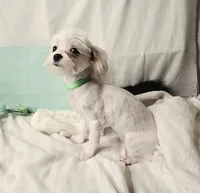 AKC Tiny Butters, a female Maltese for sale in Clarksville, AR – 1 of 9