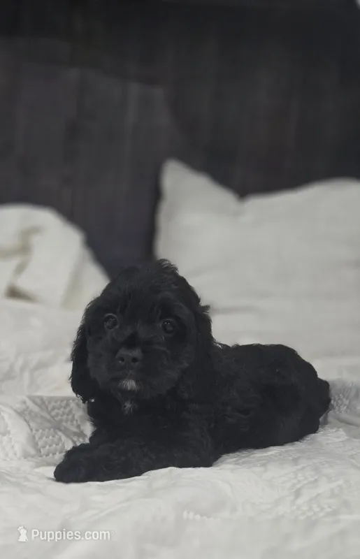 Ebony – Cockapoo, Poodle - Miniature  puppy for sale in Clarksville, AR