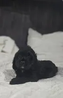 Ebony, a female Cockapoo and Poodle - Miniature  for sale in Clarksville, AR – 1 of 10