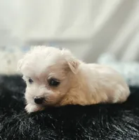 AKC Izzy's B2, a male Maltese for sale in Clarksville, AR – 5 of 8