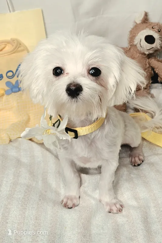 Blossom- Has overbite  – Maltese puppy for sale in Clarksville, AR