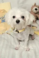 Blossom- Has overbite , a female Maltese for sale in Clarksville, AR – 1 of 10