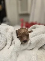 AKC Tiny Ginger, a female Poodle - Toy  for sale in Clarksville, AR – 5 of 9