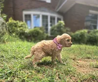Ruby Rose, a female Cockapoo and Poodle - Toy  for sale in Clarksville, AR – 8 of 10