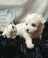 AKC Izzy's B1, a male Maltese for sale in Clarksville, AR – 2 of 7