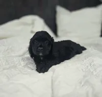 Ebony, a female Cockapoo and Poodle - Miniature  for sale in Clarksville, AR – 10 of 10