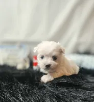 AKC Izzy's B2, a male Maltese for sale in Clarksville, AR – 6 of 8
