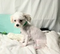 AKC Tiny Butters, a female Maltese for sale in Clarksville, AR – 6 of 9
