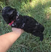 Grace Ann, a female Cockapoo and Poodle - Toy  for sale in Clarksville, AR – 3 of 9