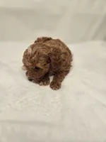 AKC Red Ruby , a female Poodle - Toy  for sale in Clarksville, AR – 3 of 8
