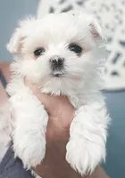 Paris- AKC Tiny Girl , a female Maltese for sale in Clarksville, AR – 3 of 9