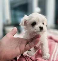 Paris- AKC Tiny Girl , a female Maltese for sale in Clarksville, AR – 5 of 9
