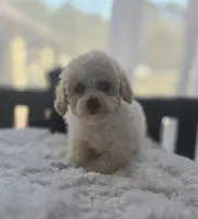 Parti Boy, a male Poodle - Toy  for sale in Clarksville, AR – Photo 3 of 7