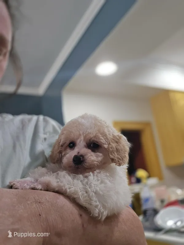 Parti Boy – Poodle - Toy  puppy for sale in Clarksville, AR