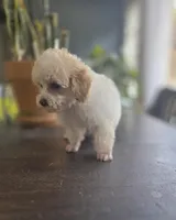 Parti Boy, a male Poodle - Toy  for sale in Clarksville, AR – Photo 7 of 7