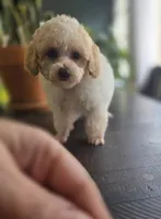 Parti Boy, a male Poodle - Toy  for sale in Clarksville, AR – Photo 2 of 7