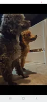 Parti Boy, a male Poodle - Toy  for sale in Clarksville, AR – 8 of 9