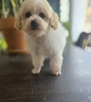 Parti Boy, a male Poodle - Toy  for sale in Clarksville, AR – Photo 5 of 7