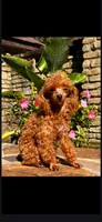 Parti Boy, a male Poodle - Toy  for sale in Clarksville, AR – 9 of 9