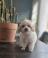 Parti Boy, a male Poodle - Toy  for sale in Clarksville, AR – Photo 4 of 7