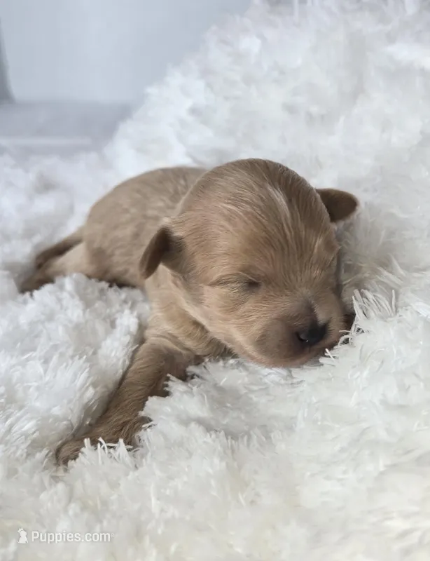 Stella's Little Doll