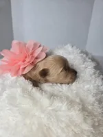 Stella's Little Doll, a female Maltipoo for sale in Clarksville, AR – Photo 3 of 3