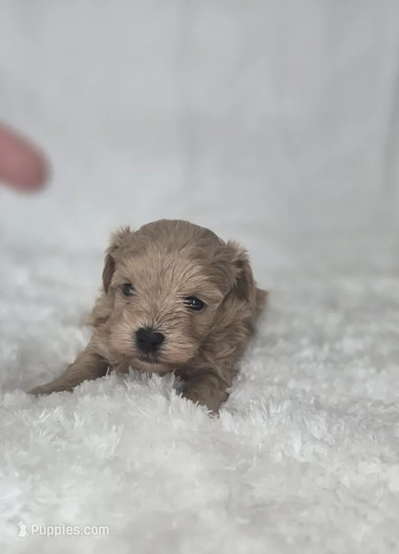 Stella's Little Doll