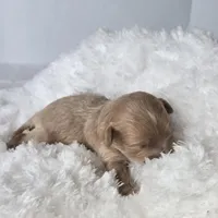 Stella's Little Doll, a female Maltipoo for sale in Clarksville, AR – Photo 2 of 3