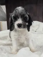 Lulu, a female Cockapoo and Poodle - Miniature  for sale in Clarksville, AR – 7 of 10
