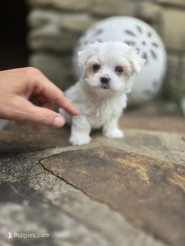 AKC Tiny Boy – Maltese puppy for sale in Clarksville, AR