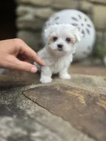 AKC Tiny Boy, a male Maltese for sale in Clarksville, AR – 1 of 6