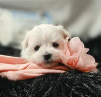 AKC Izzy's Girl , a female Maltese for sale in Clarksville, AR – 2 of 8
