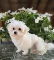 Blossom- Has overbite , a female Maltese for sale in Clarksville, AR – 4 of 8