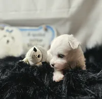AKC Izzy's B1, a male Maltese for sale in Clarksville, AR – 4 of 7