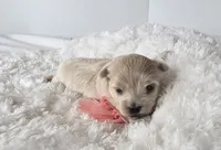 Gracie's GIRL , a female Maltipoo for sale in Clarksville, AR – Photo 5 of 6