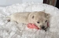 Gracie's GIRL , a female Maltipoo for sale in Clarksville, AR – Photo 2 of 6