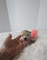 Gracie's GIRL , a female Maltipoo for sale in Clarksville, AR – Photo 6 of 6