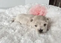 Gracie's GIRL , a female Maltipoo for sale in Clarksville, AR – Photo 1 of 6