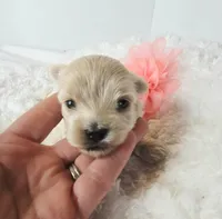 Gracie's GIRL , a female Maltipoo for sale in Clarksville, AR – Photo 4 of 6