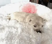 Gracie's GIRL , a female Maltipoo for sale in Clarksville, AR – Photo 3 of 6