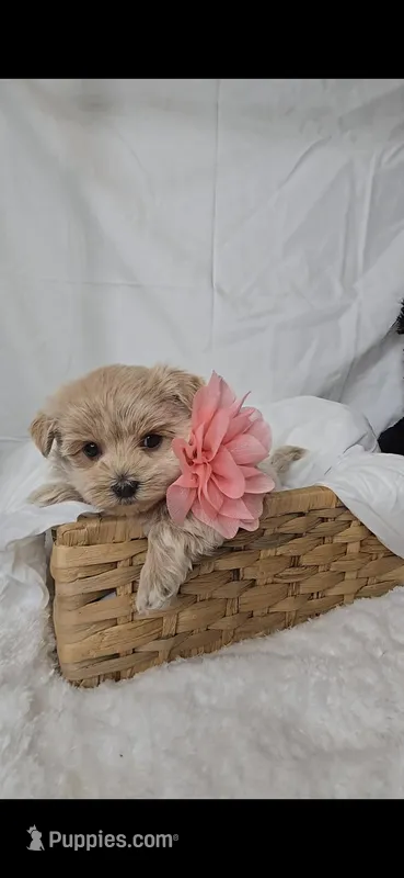 Gracie's GIRL  – Maltipoo puppy for sale in Clarksville, AR